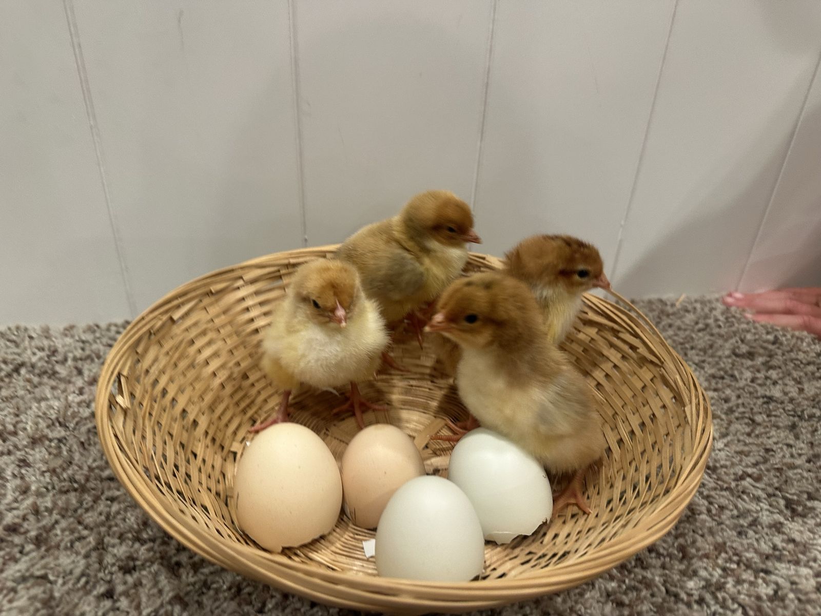 Colorful basket of Newly hatched chicks for sale