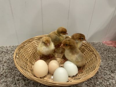 Colorful basket of Newly hatched chicks for sale