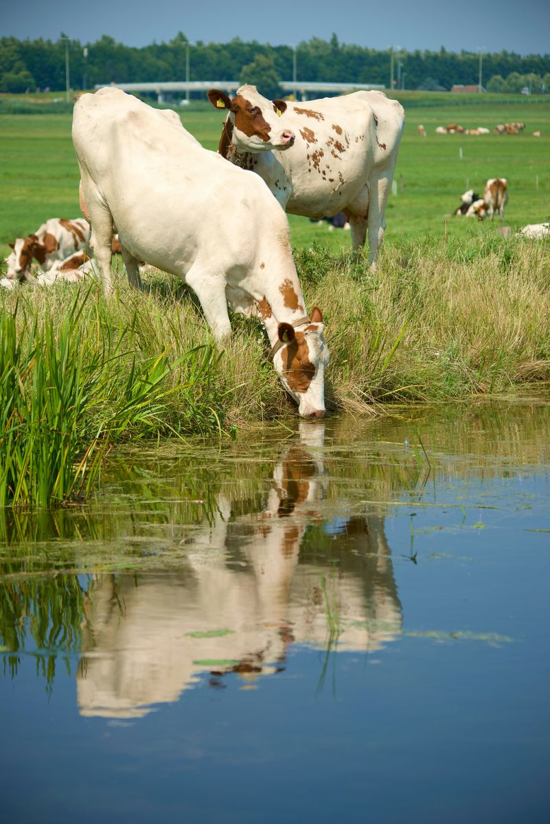 Utah Lake Distributing Water Shares Wanted for Development