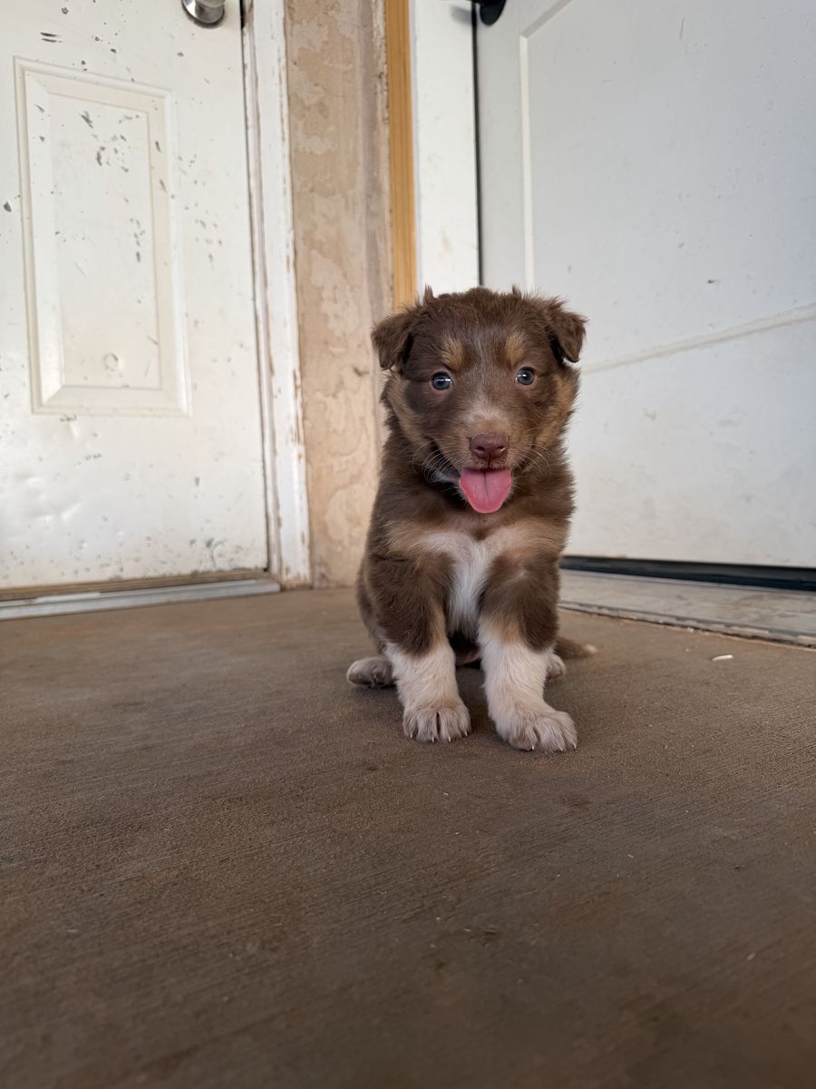 Adorable Australian Shepherd-Border Collie Puppies - Ready for Their Forever Homes!