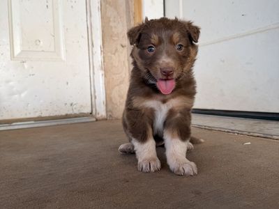 Adorable Australian Shepherd-Border Collie Puppies - Ready for Their Forever Homes!