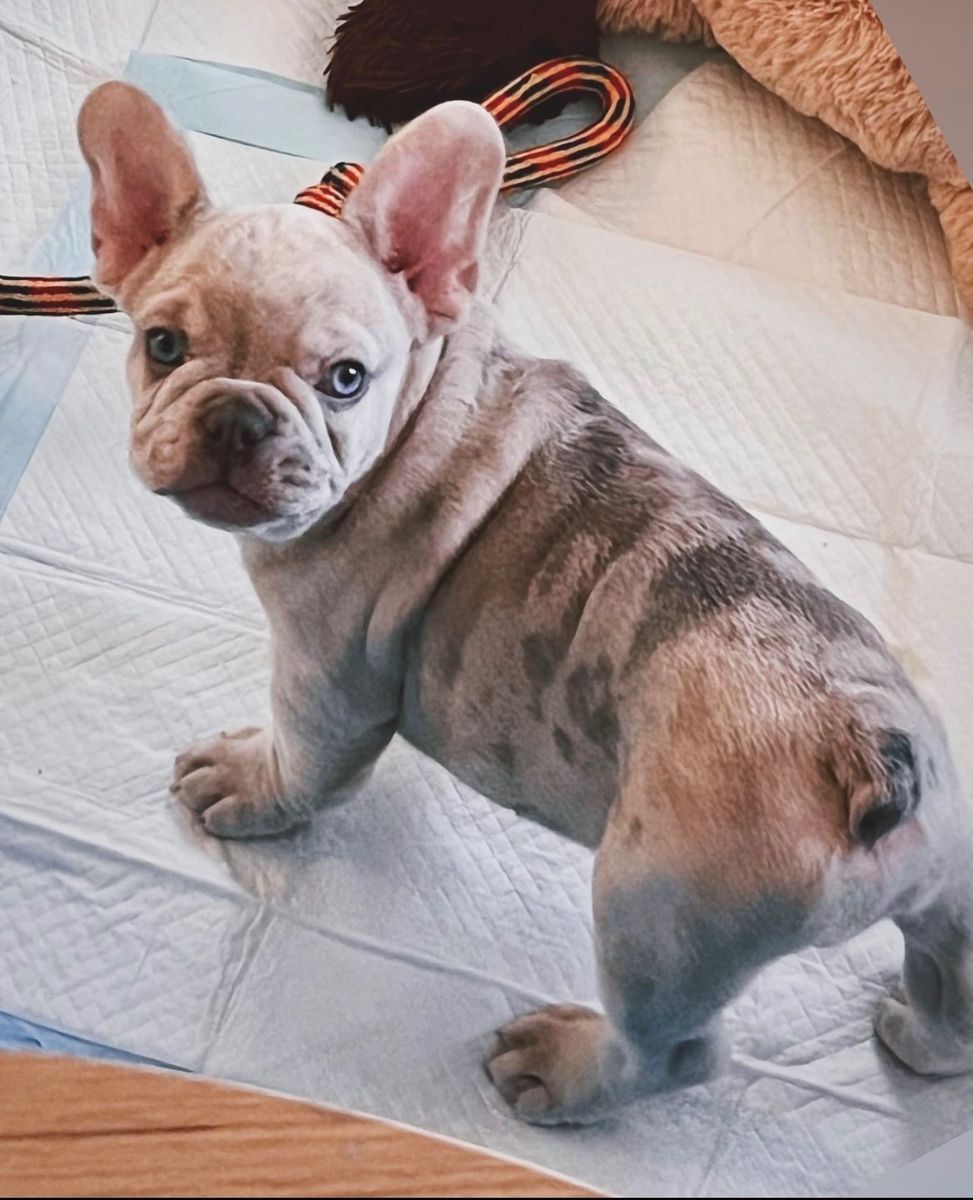 Rare Isabella Merle French Bulldog Stud Service + Package Deal | $850