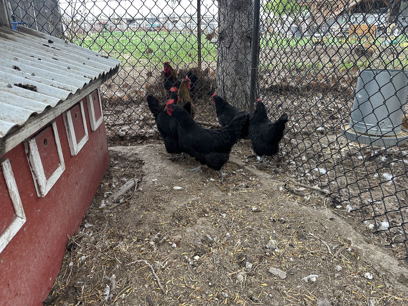 Poultry Chickens - good layers