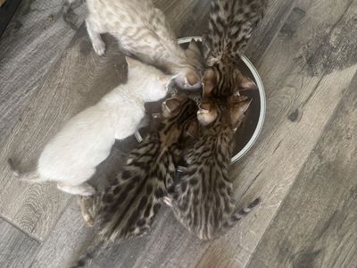 Adorable Bengal Kittens - Soon Ready for Their Forever Homes! Multiple Colors & Patterns