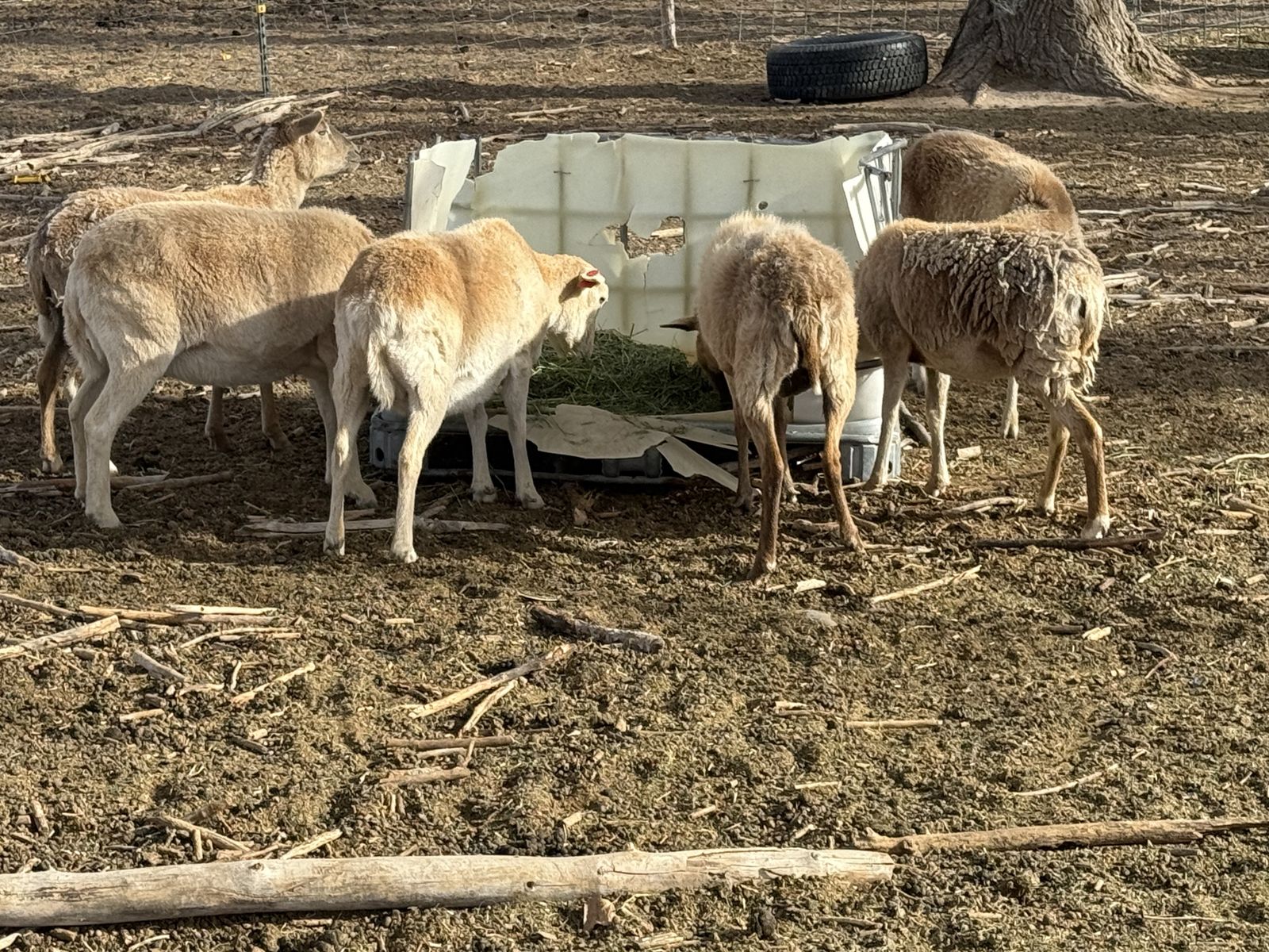 20 pregnant Black Belly Ewes For Sale