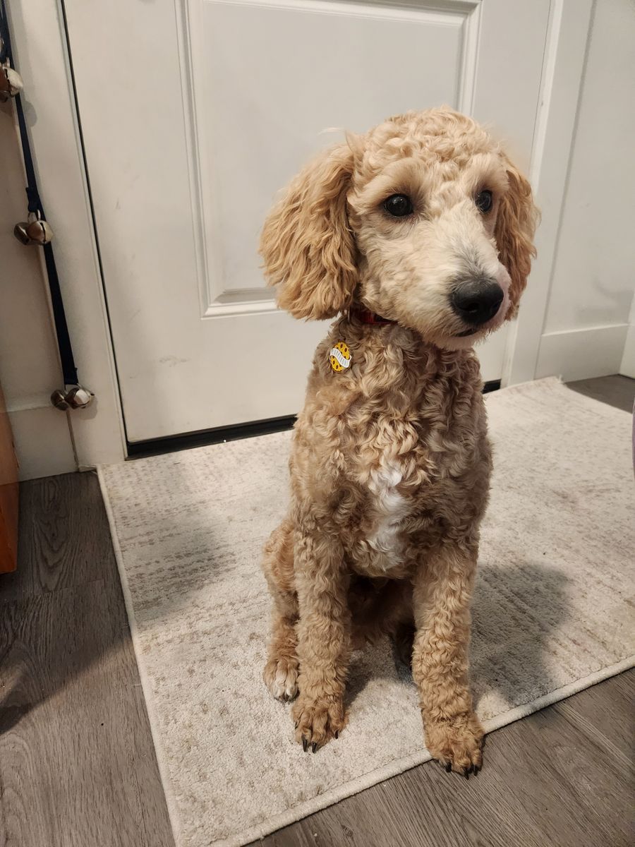 Rehoming 5 month poodle Dog