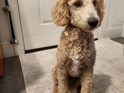Rehoming 5 month poodle Dog