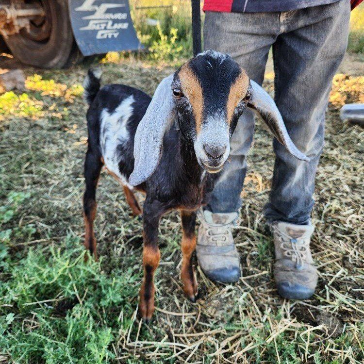 Nubian buckling