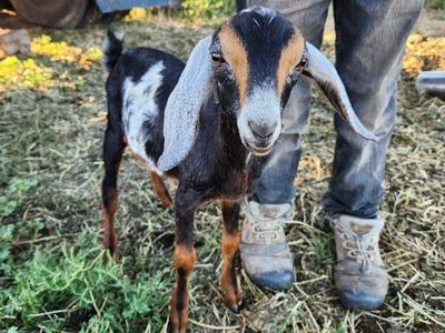 Nubian buckling