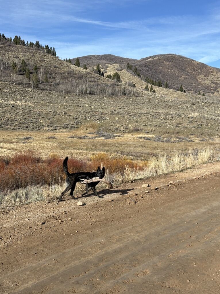 Dutch Shepherd, Rehoming