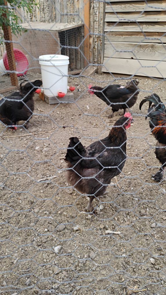 Black Copper Maran laing hens