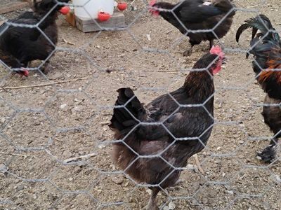 Black Copper Maran laing hens