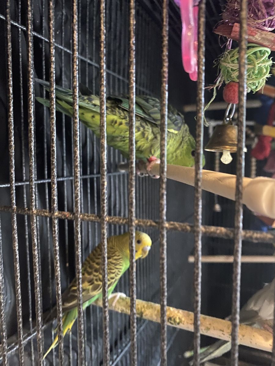 Budgee, parrotlet,cockatiel