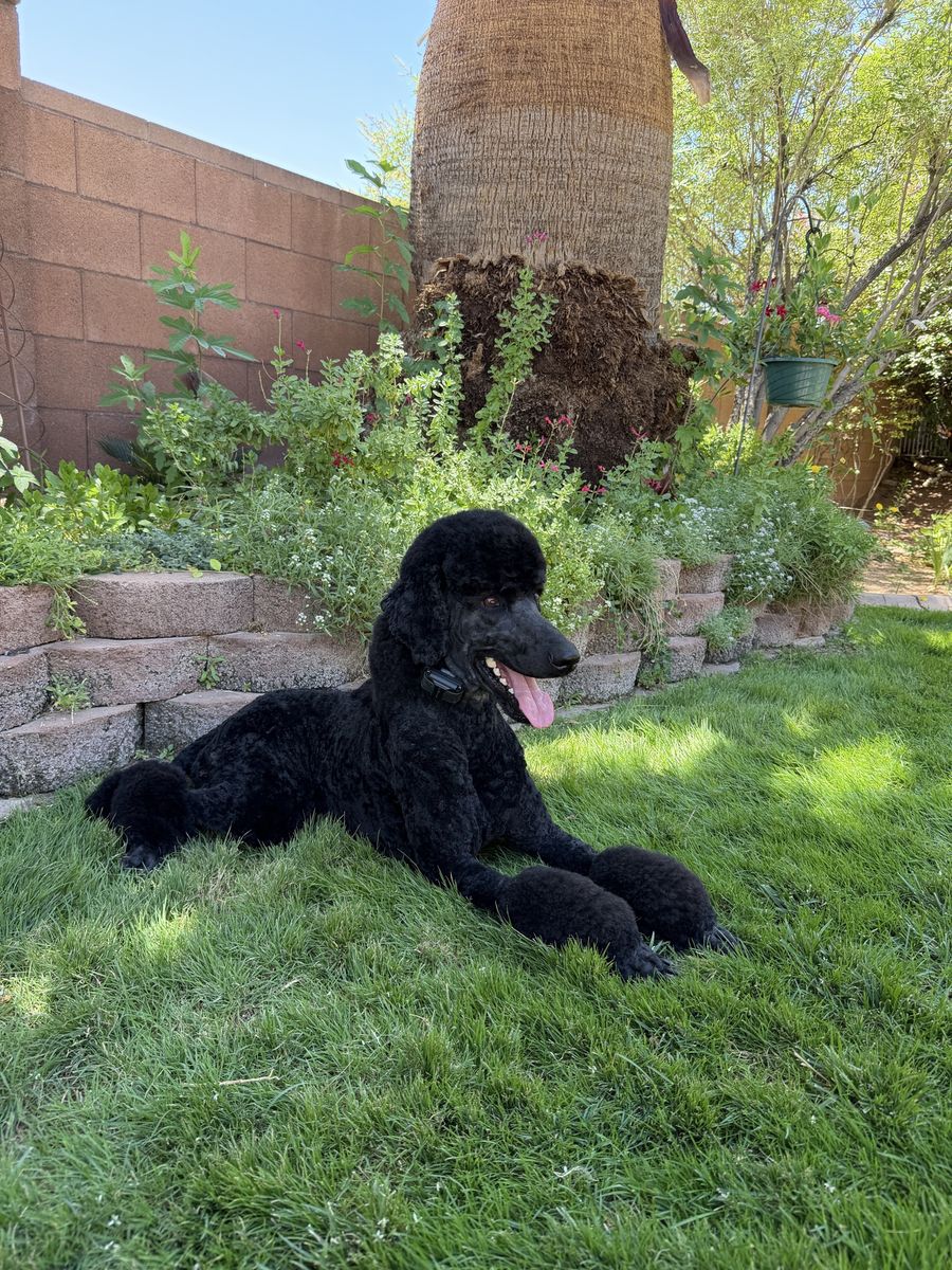 AKC registered standard poodle stud