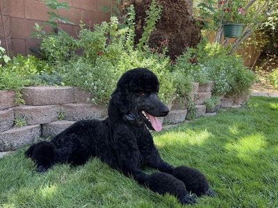 AKC registered standard poodle stud