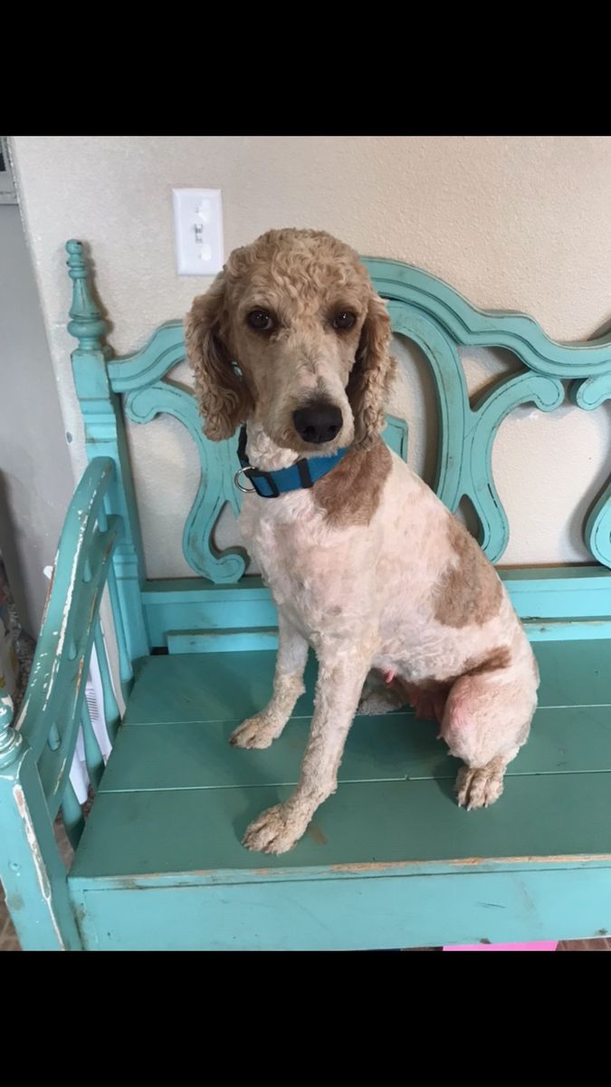Hi, I'm Annie and I need a new home.