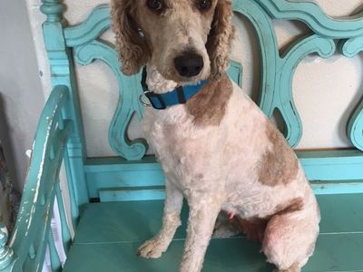 Hi, I'm Annie and I need a new home.