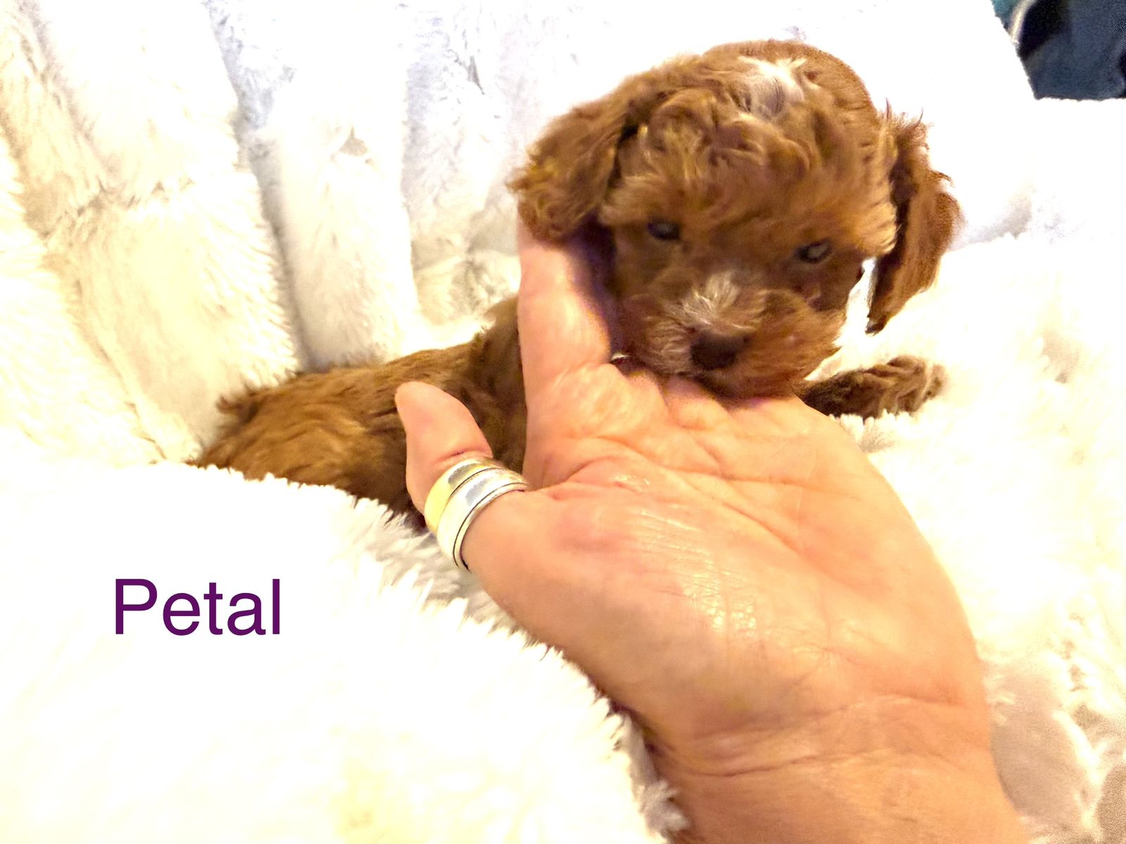 Goldendoodle Micro~Mini to Teacup Ready 4 Family!