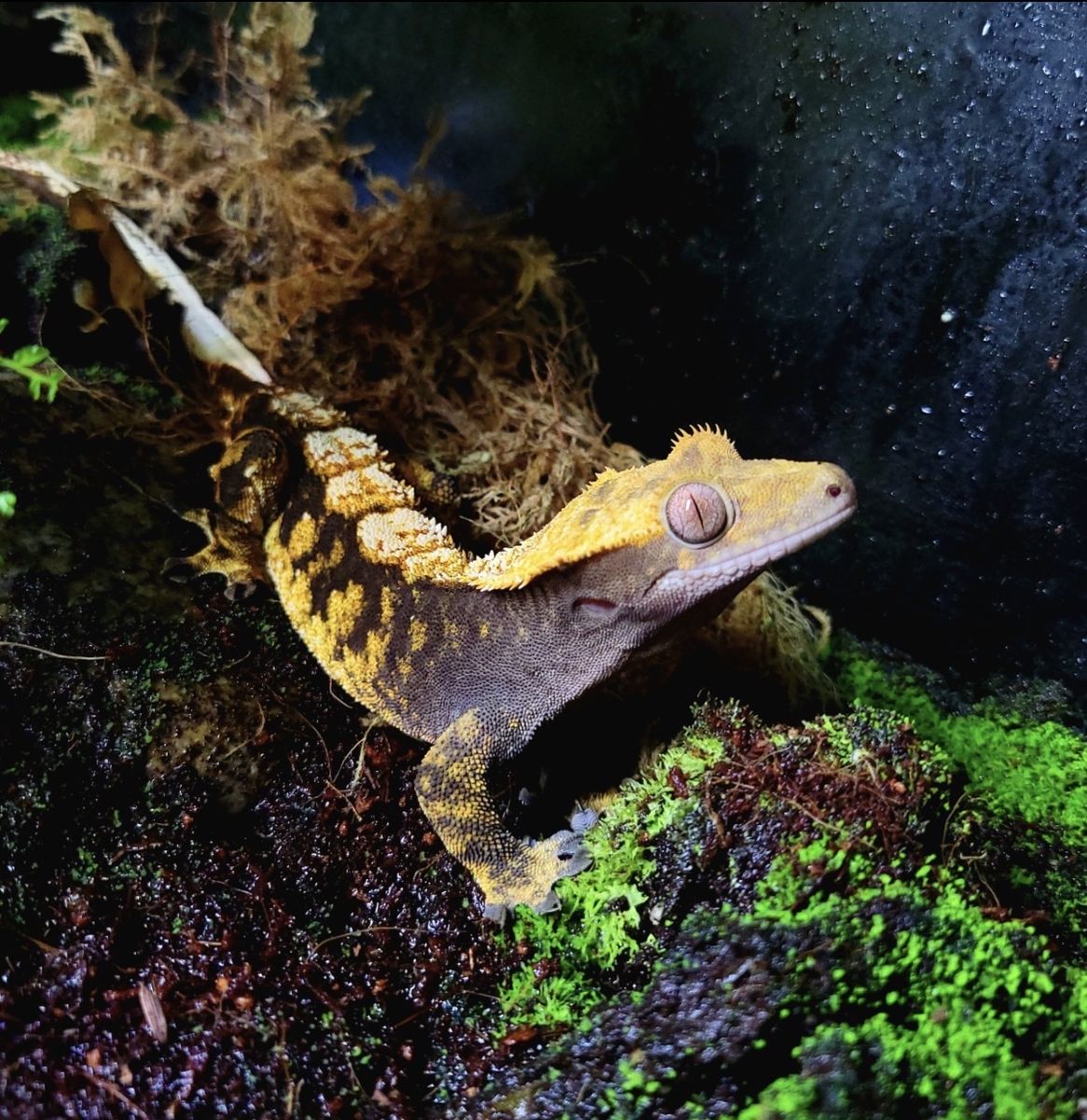 Crested Gecko
