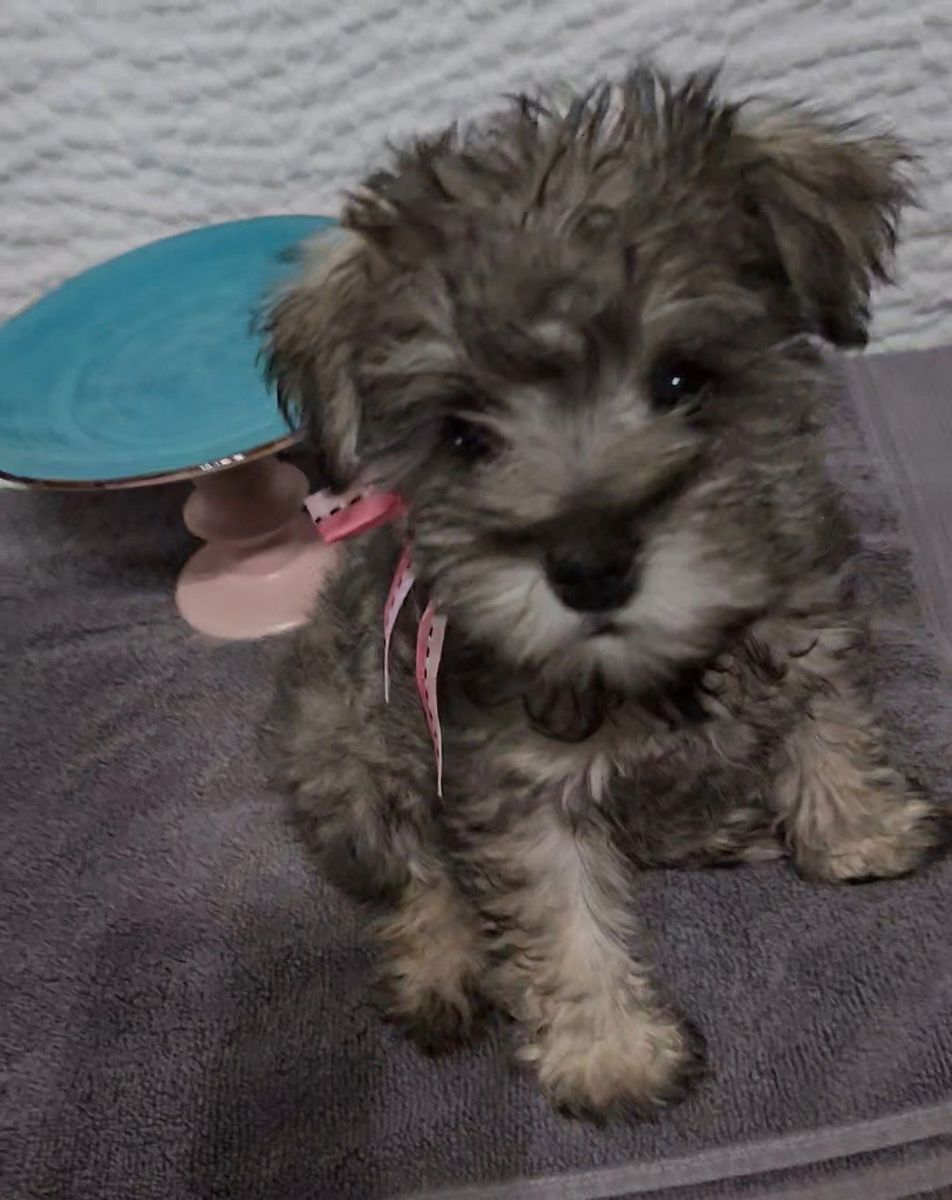 100% Mini-Schnauzer 9 weeks old