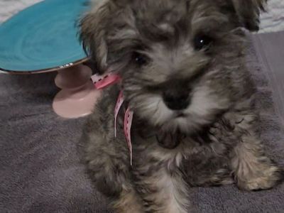 100% Mini-Schnauzer 9 weeks old