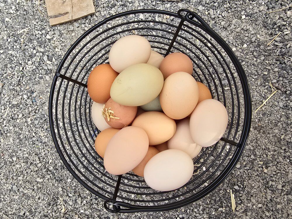 fresh backyard chicken eggs