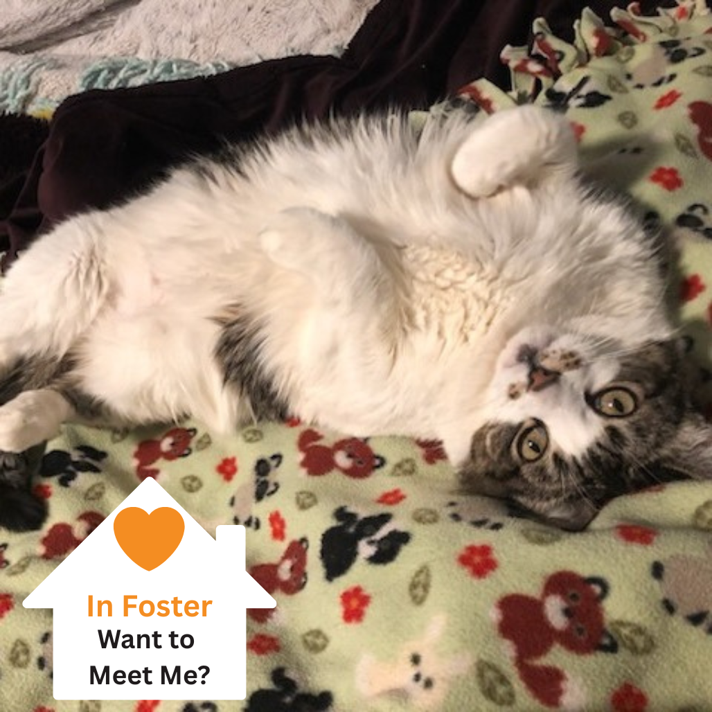 Hello my name is Squeeks