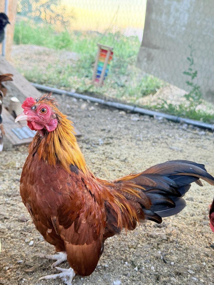 Mini Pumpkin Serama Rooster-NEW PRICE
