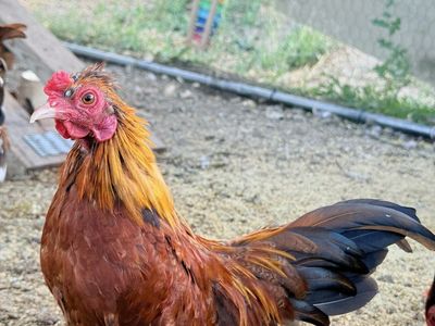 Mini Pumpkin Serama Rooster-NEW PRICE