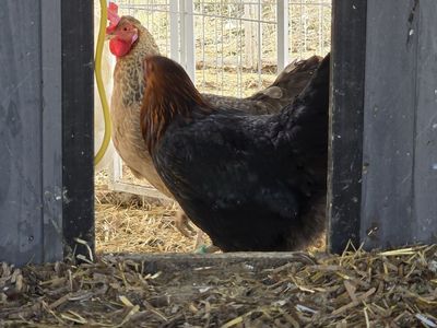 chickens laying hens and some roosters