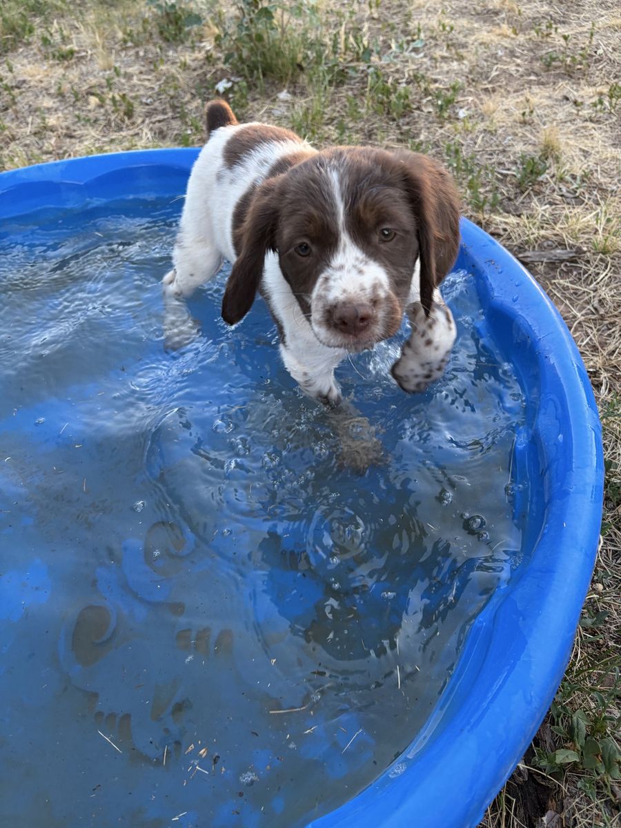 AKC Registered Brittany Pups