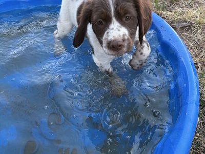 AKC Registered Brittany Pups