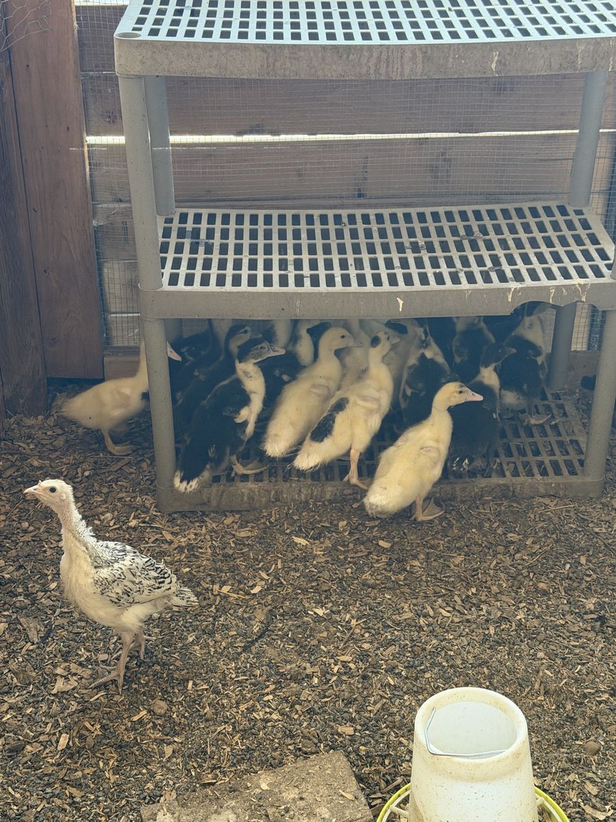 Muscovy Ducklings - $2 Each
