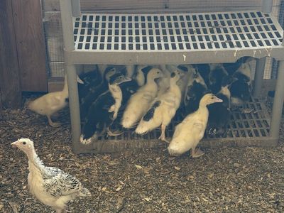 Muscovy Ducklings - $2 Each