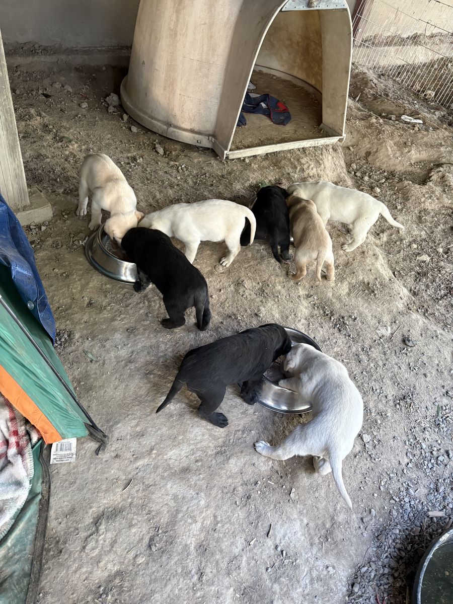 AKC Registerable Labrador Retriever Puppies