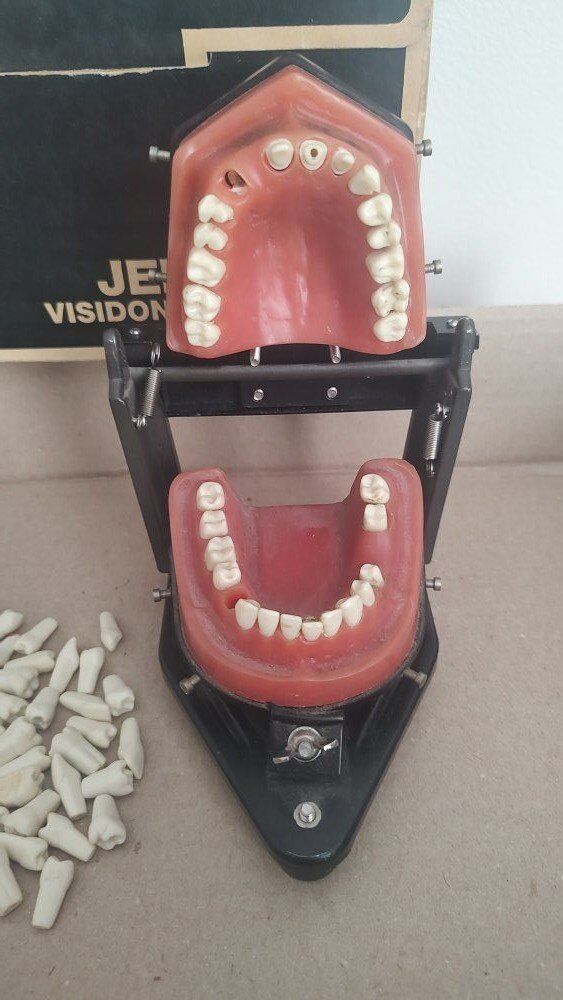 Vintage Dentist Teeth model. $350 OBO