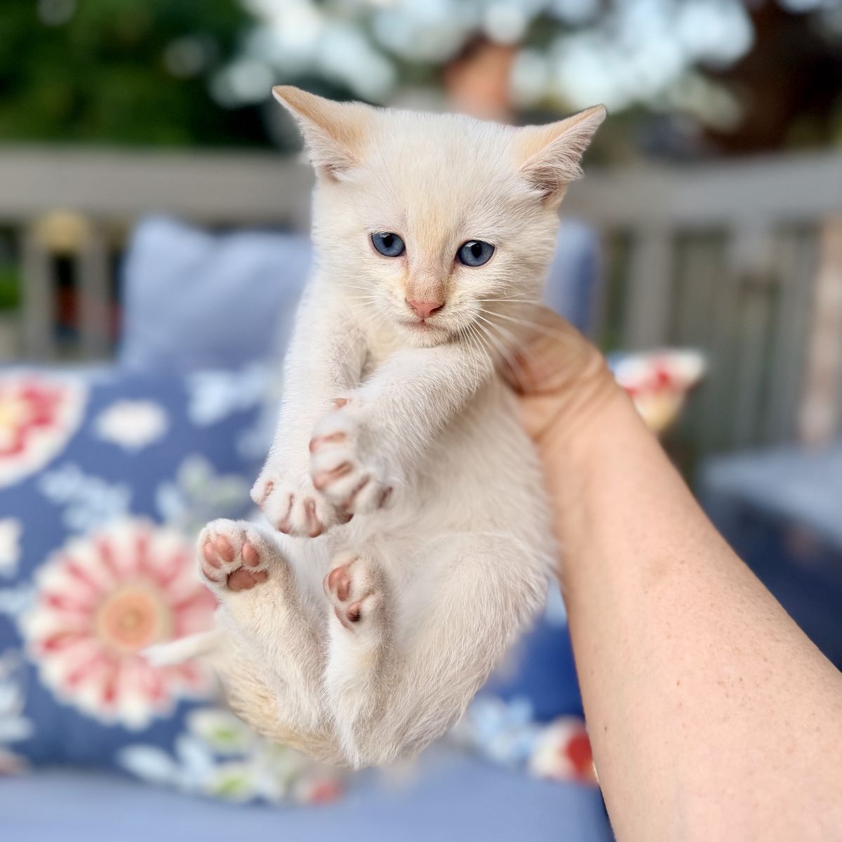 Adorable Flame Point Siamese Kitten - Playful & Loving