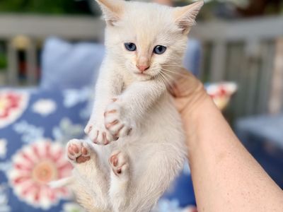 Adorable Flame Point Siamese Kitten - Playful & Loving