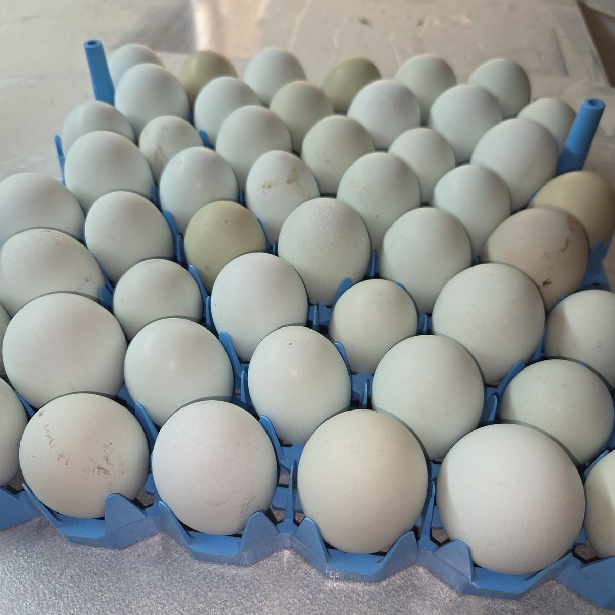 Blue Eggs Hatching