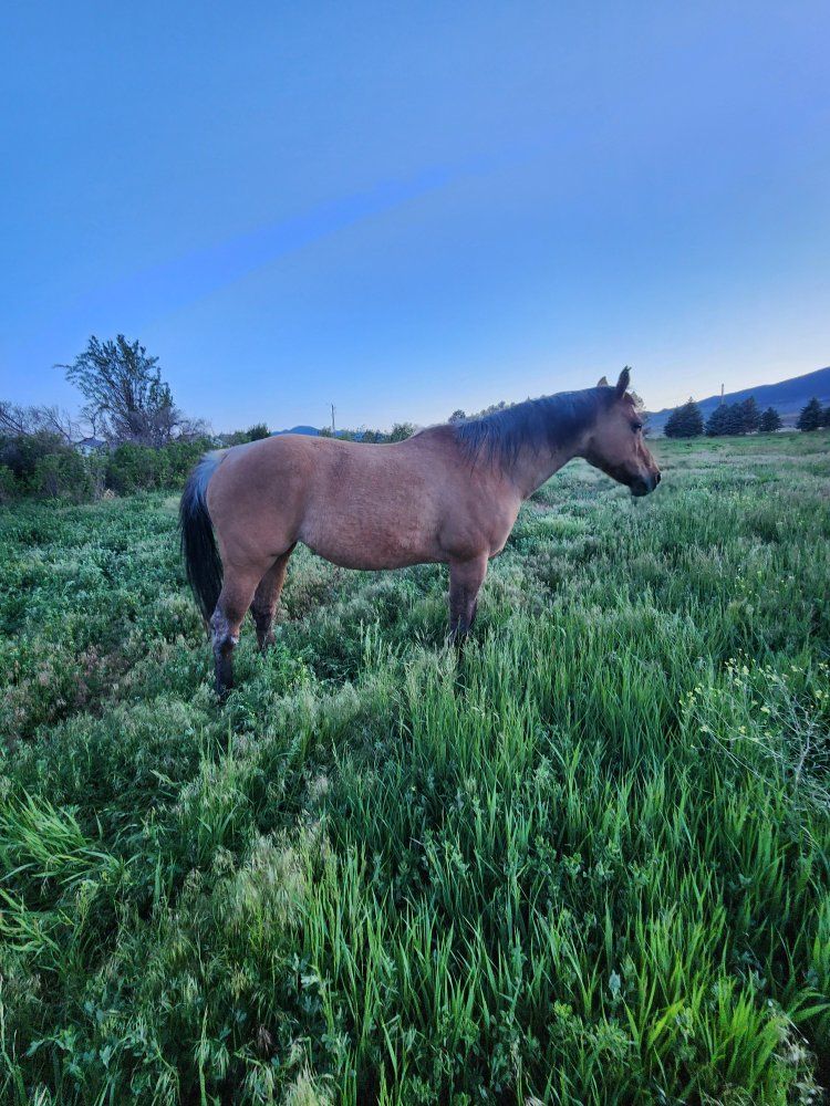 16 year old horse dun mare