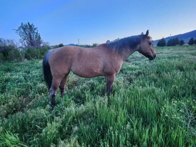 16 year old horse dun mare