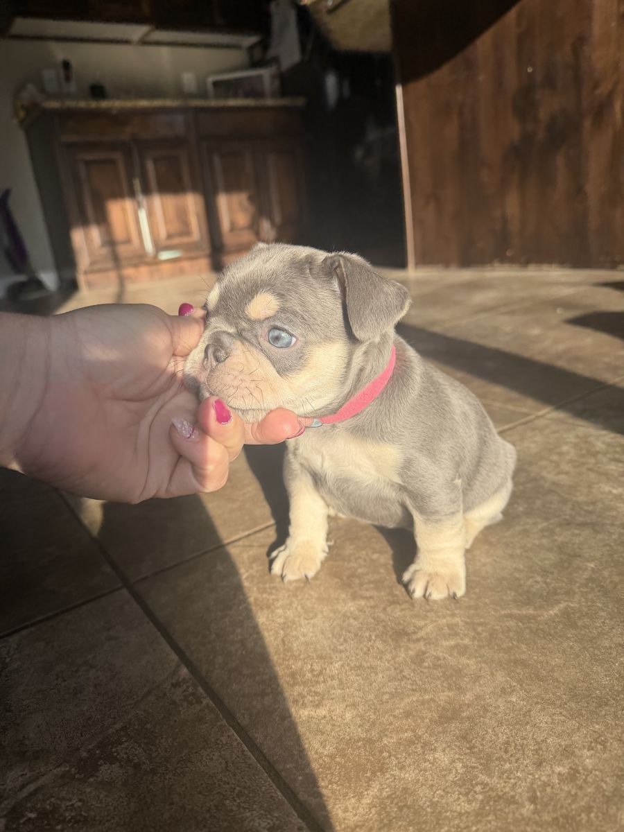 French Bulldog Puppies AKC Ready For Easter! HURRY 3 LEFT!