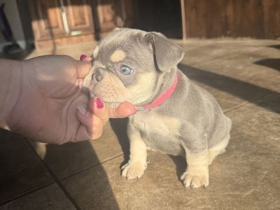 French Bulldog Puppies AKC Ready For Easter! HURRY 3 LEFT!