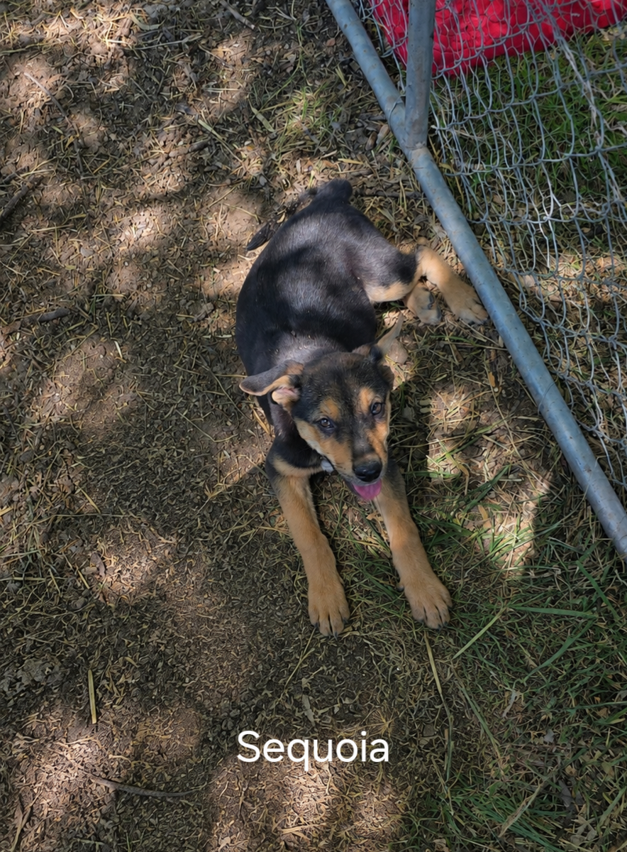 German Shepherd Puppies