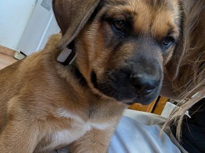 Mastiff Mix Puppy
