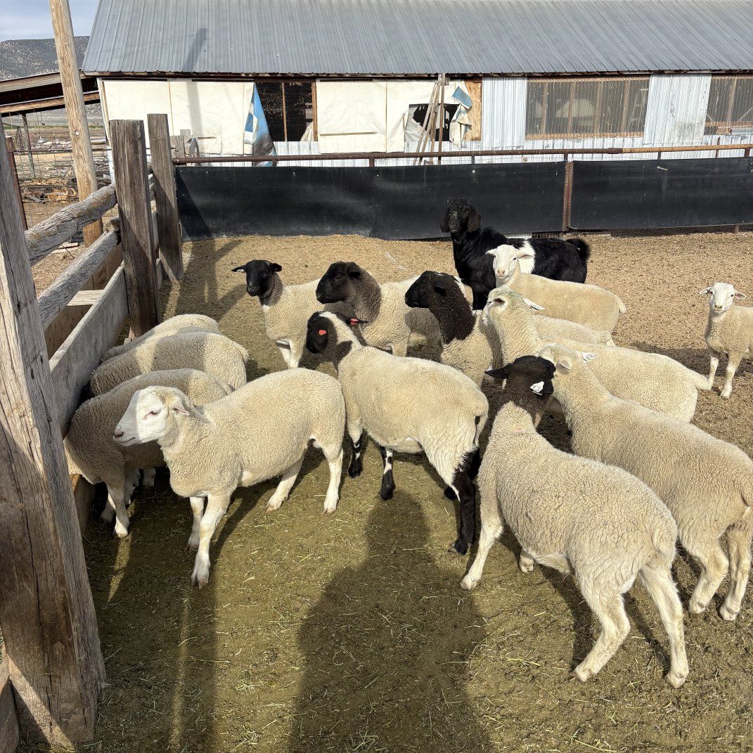 White Dorper Stud Rams