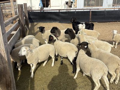 White Dorper Stud Rams