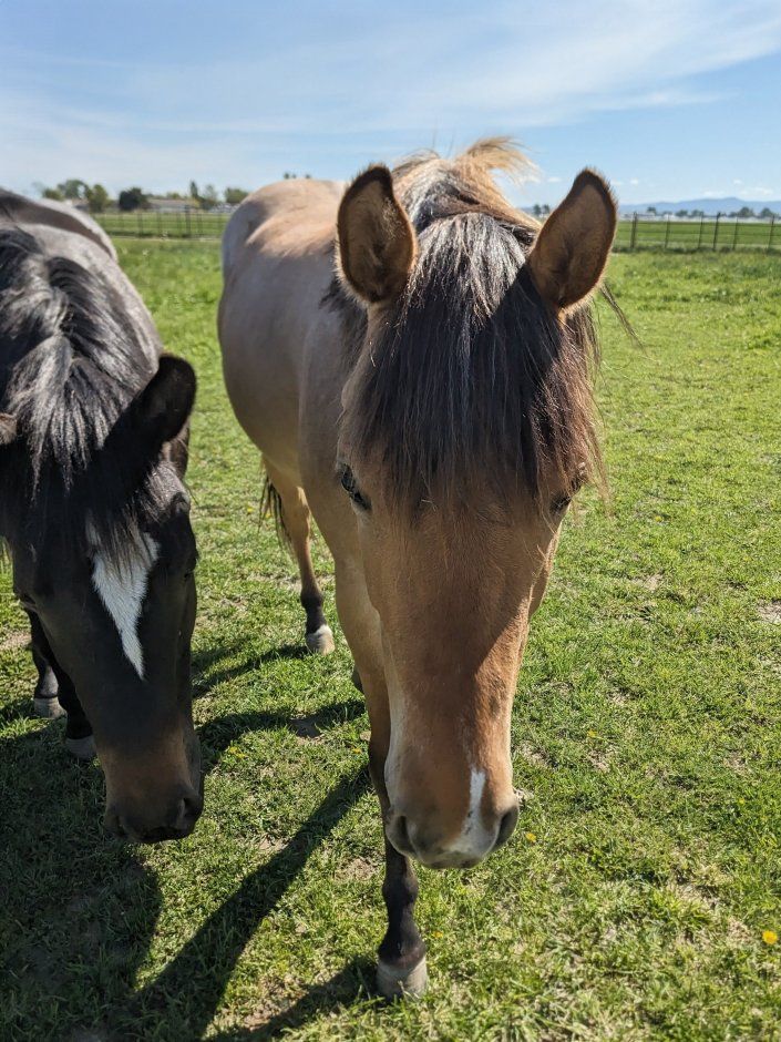 AQHA Dun Roan 2 yr old Filly