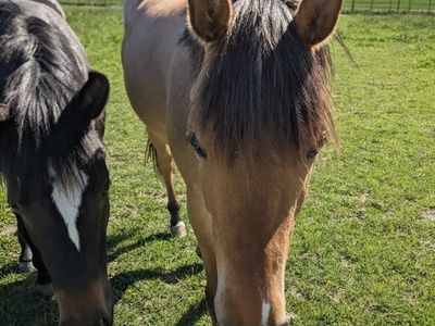 AQHA Dun Roan 2 yr old Filly