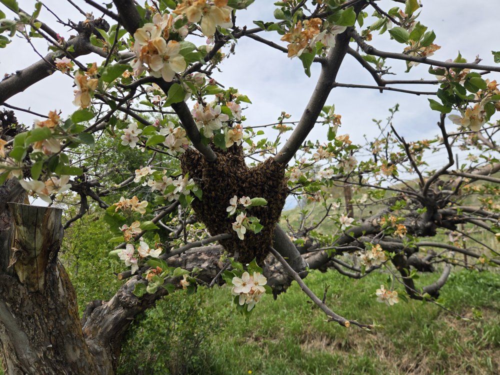 Free honey bee swarm removal